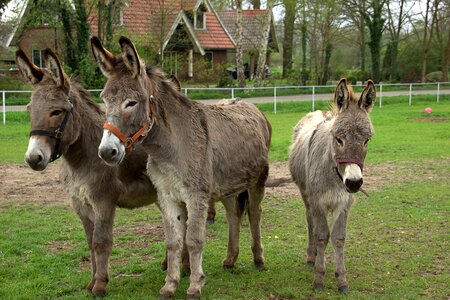 The countryside animals netherlands