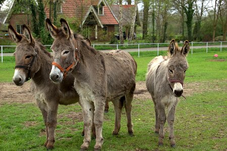 The countryside animals netherlands photo