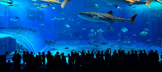 Okinawa kuroshio the whale shark photo