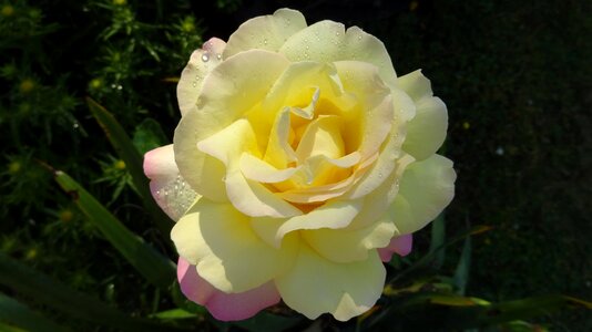 Yellow roses floribunda yellow flowers photo