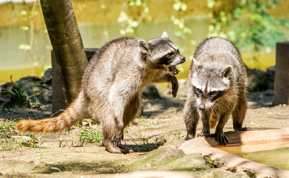 Critter nature nocturnal