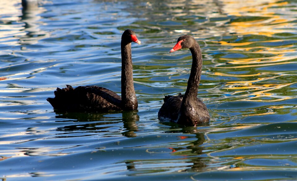 Water bird bird waters