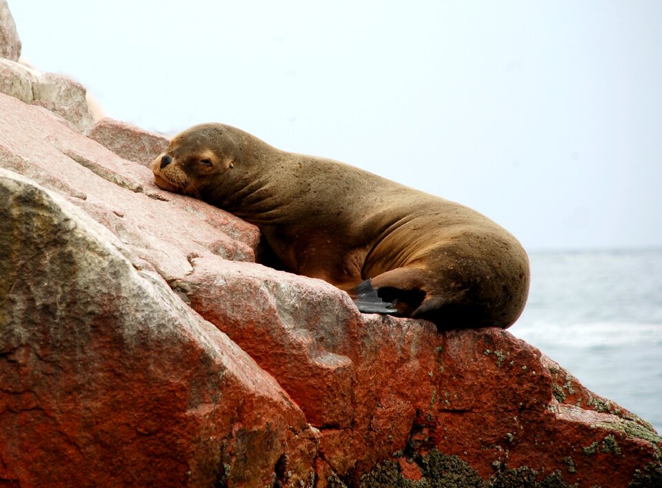 Sea national reserve ica region