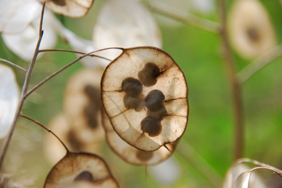 Seed reproduce nature