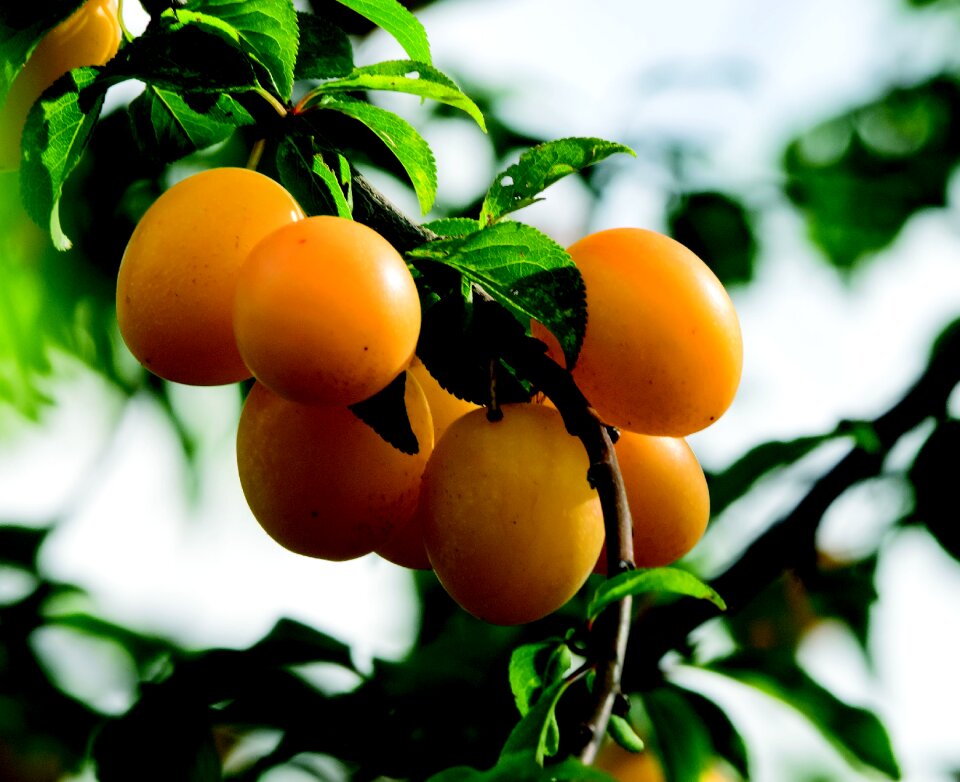 Mirabelle beadle fruit tree