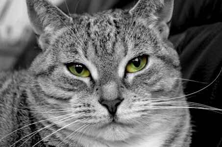 Animal cat's eyes portrait photo