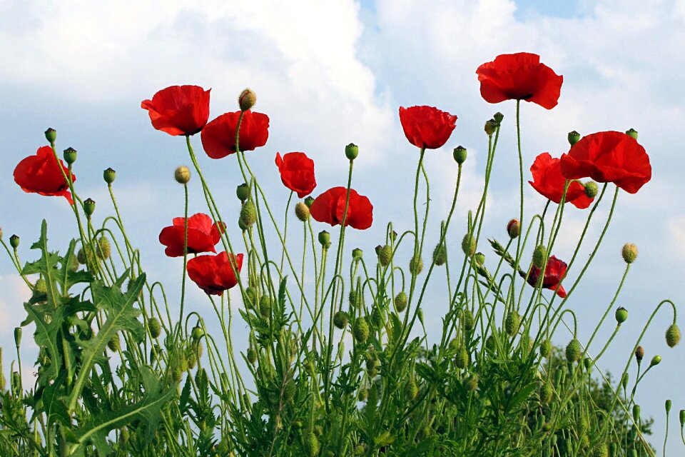 Papaver rhoeas flower summer