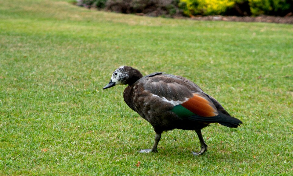 Nature beak natural
