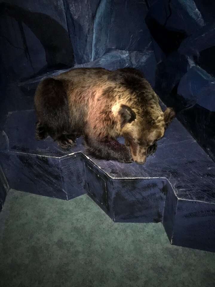 Bear animal Free photos