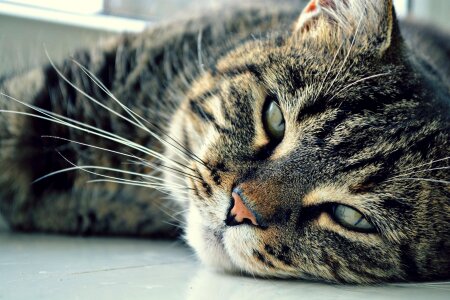 Muzzle cat darling pets