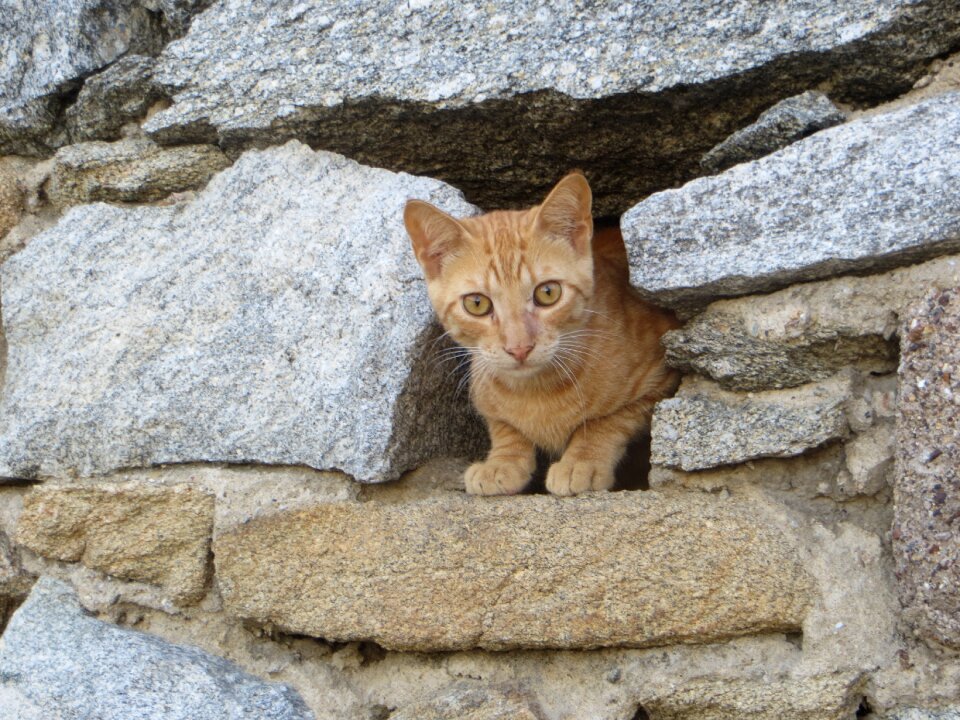 Cat baby red cat animals