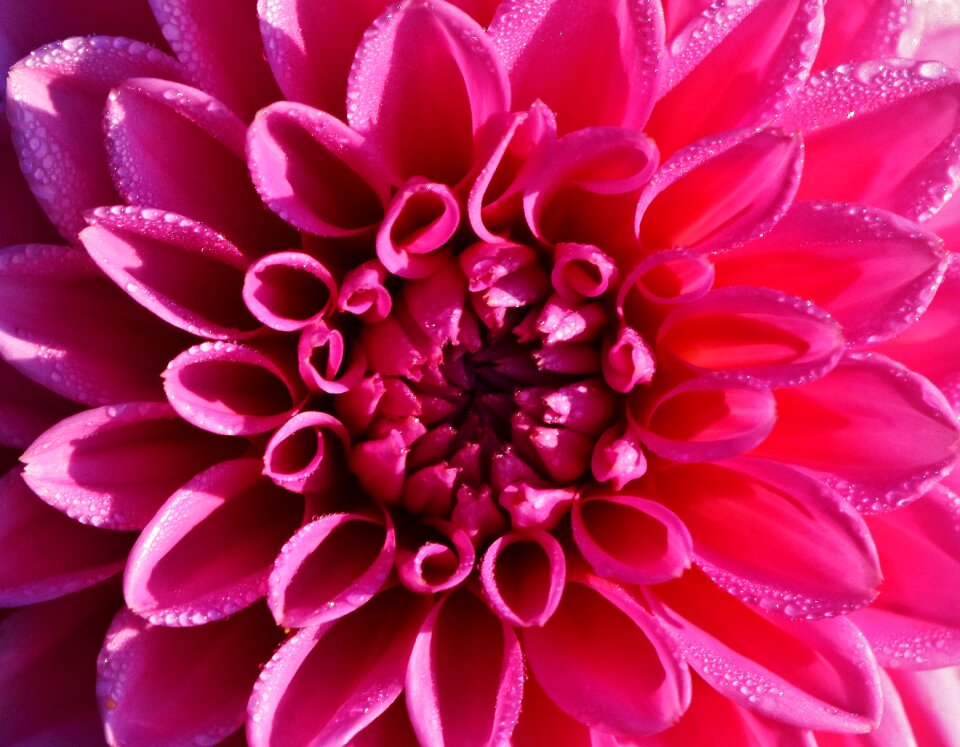 Asteraceae flower garden ornamental flower