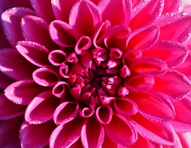 Asteraceae flower garden ornamental flower