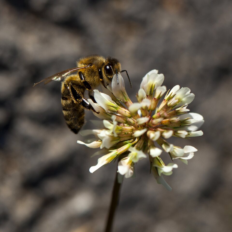 Nature nectar flower