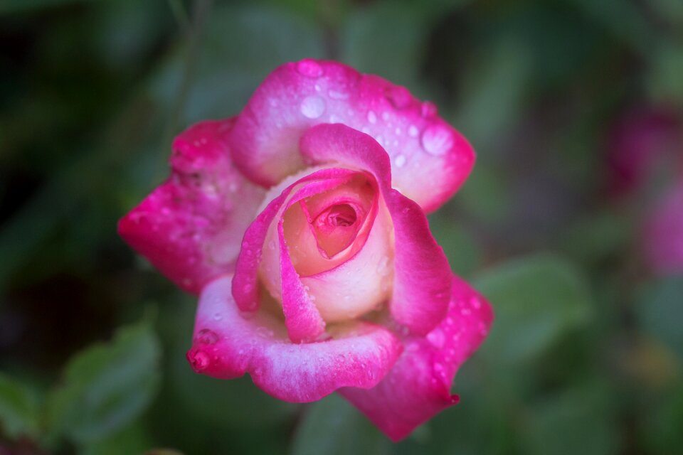 Nature rose water drops photo