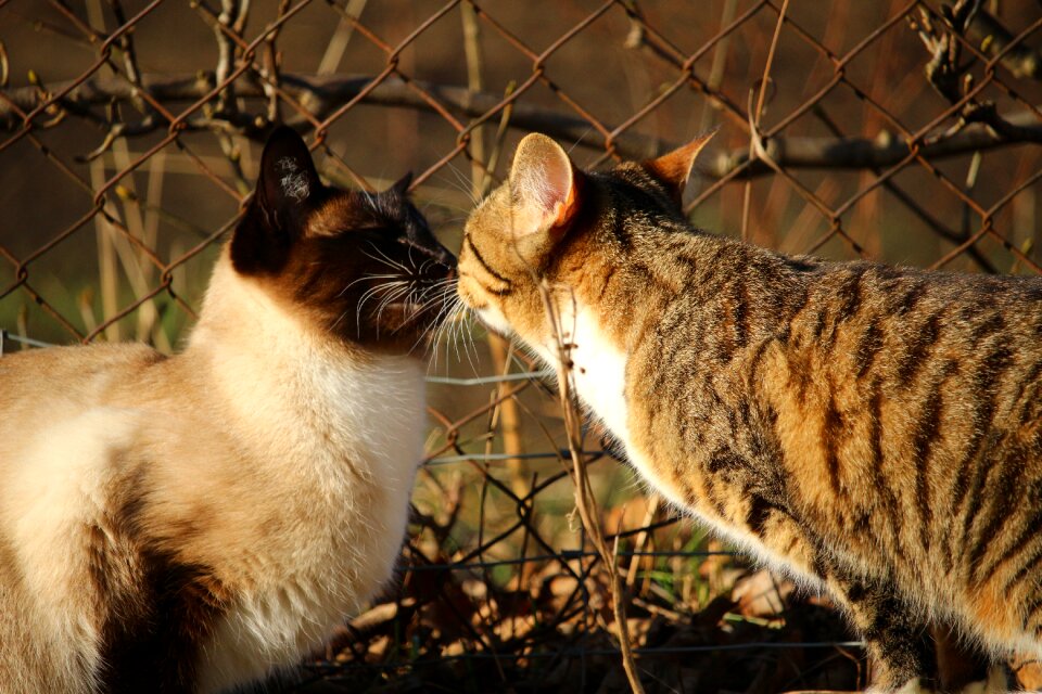 Siam siamese cat breed cat