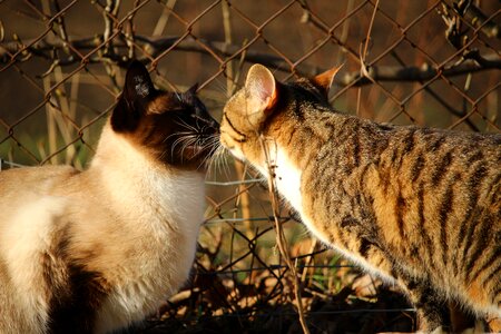 Siam siamese cat breed cat photo