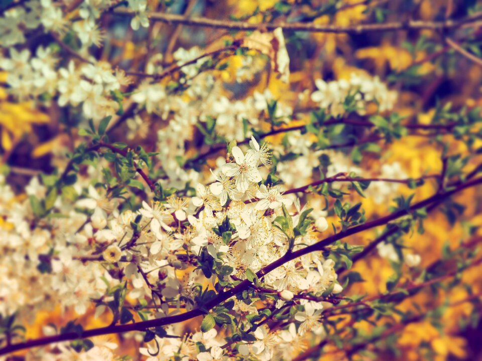 Stamens trees composition