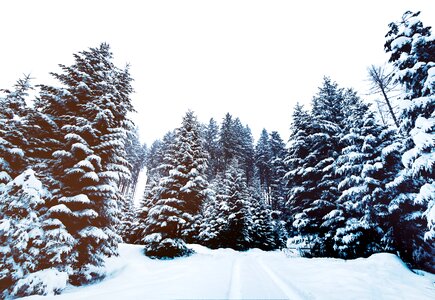 Snow covered evergreen trees photo