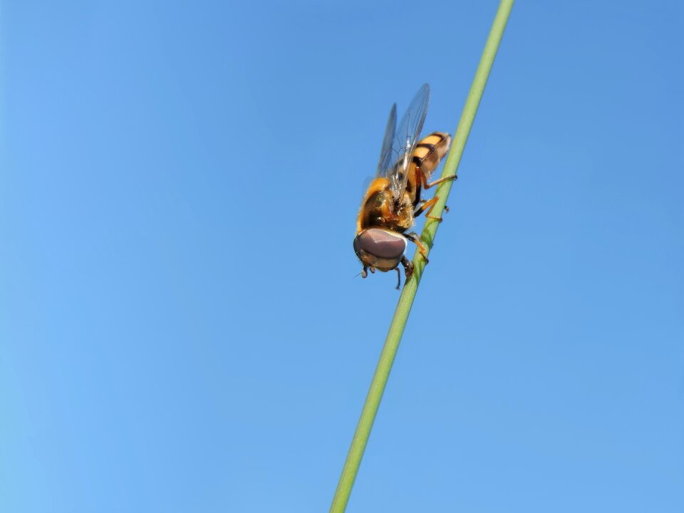 Box hover fly hoverfly fly