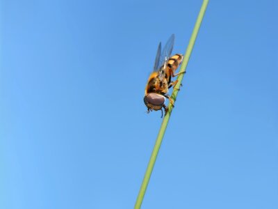Box hover fly hoverfly fly