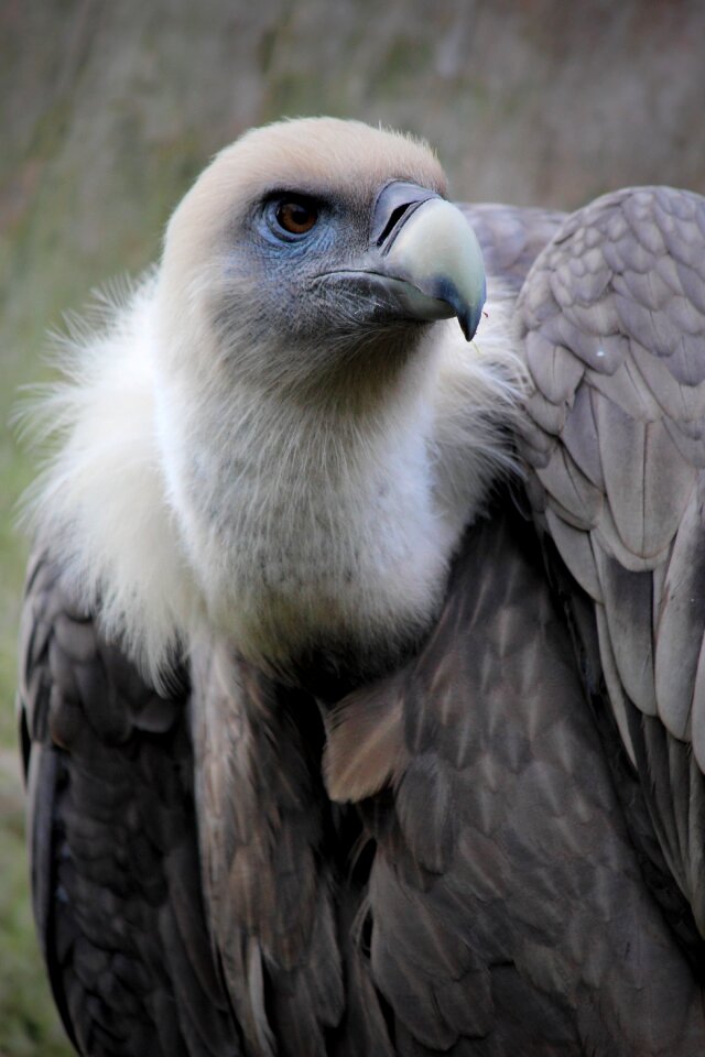 Beak bird of prey zoo