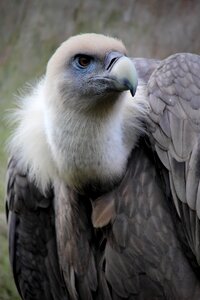 Beak bird of prey zoo photo