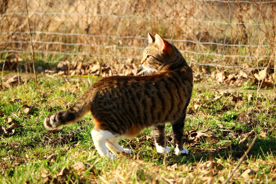 Mackerel tiger cat mieze