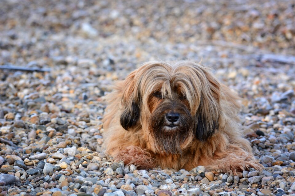 Tibetan terrier animal pet