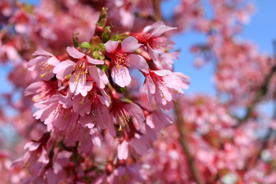 Pink bloom almond tree