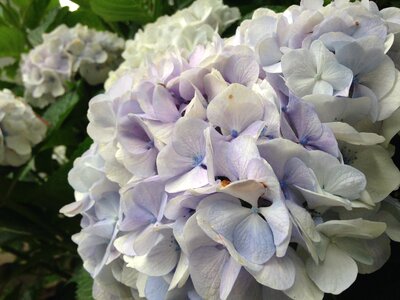 Hydrangea june Free photos