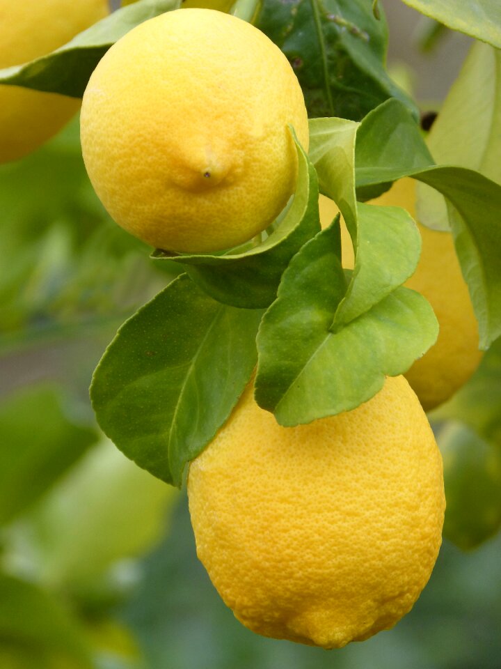 Citric fruit mediterranean