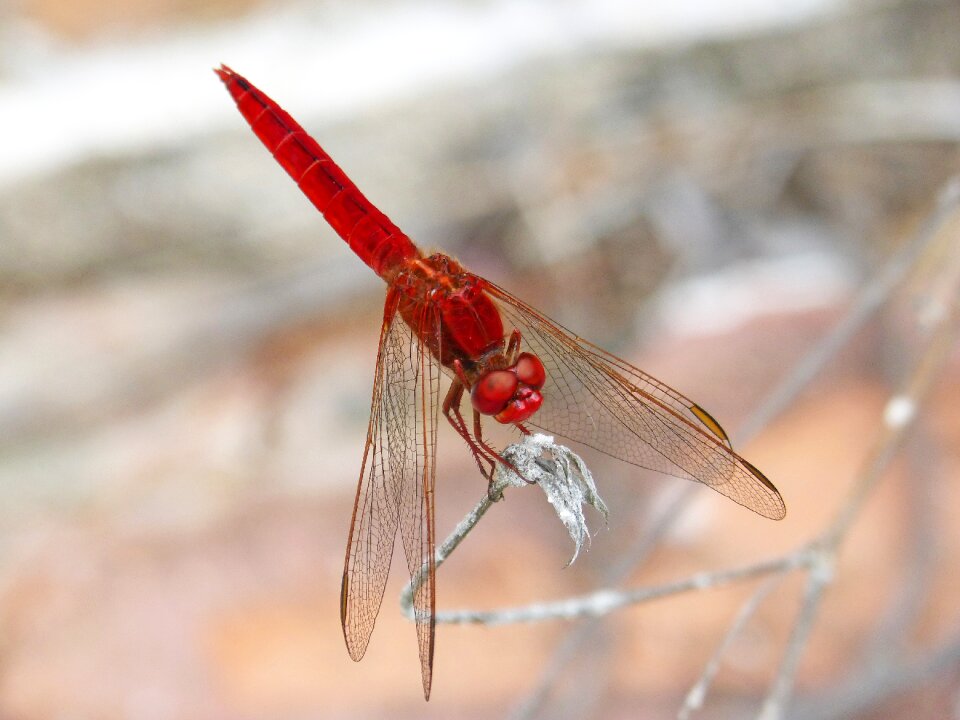 Wetland dragonfly branch