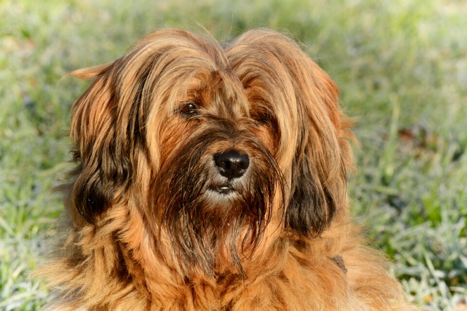 Tibetan terrier animal pet