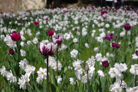 Tulip bed flower meadow spring