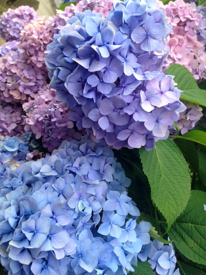 Hydrangea june Free photos