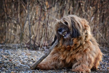 Tibetan terrier animal pet photo