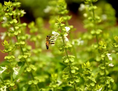 Macro spring garden