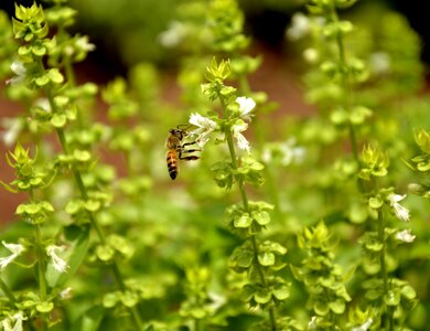 Macro spring garden photo