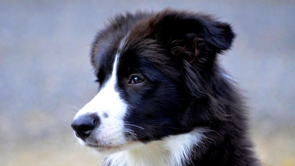 British sheepdog purebred dog collie