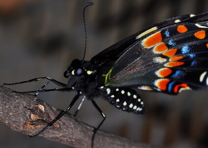 Nature swallowtail bug photo