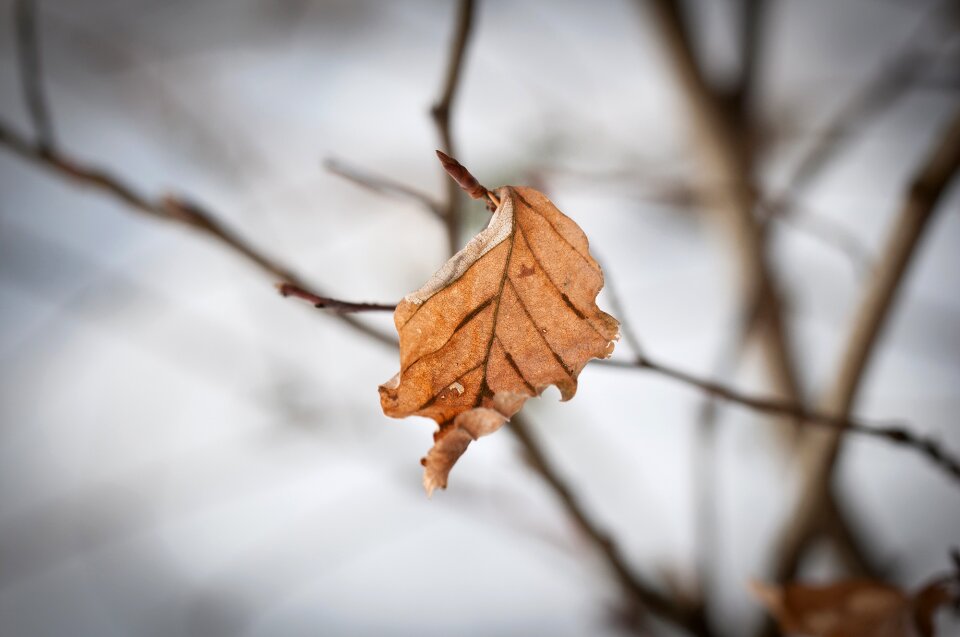 Fall foliage winter trueb