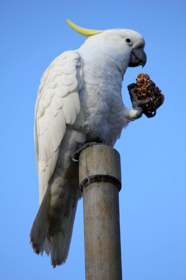 Cockatoo bird nature