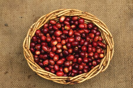 Red beans straw sumatra coffee