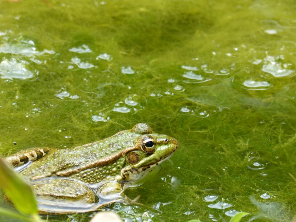 Algae batrachian green frog