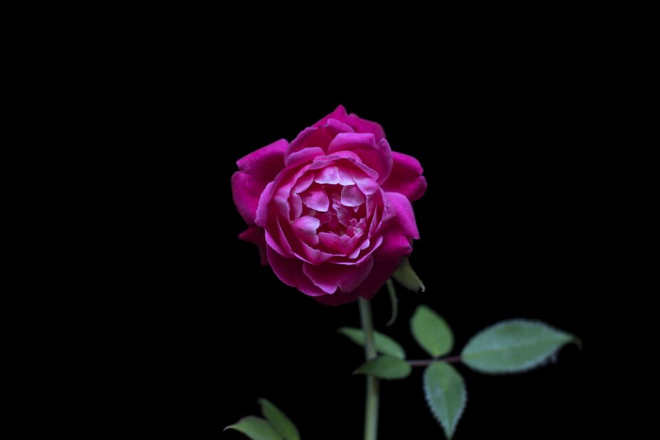Red roses rose black rose