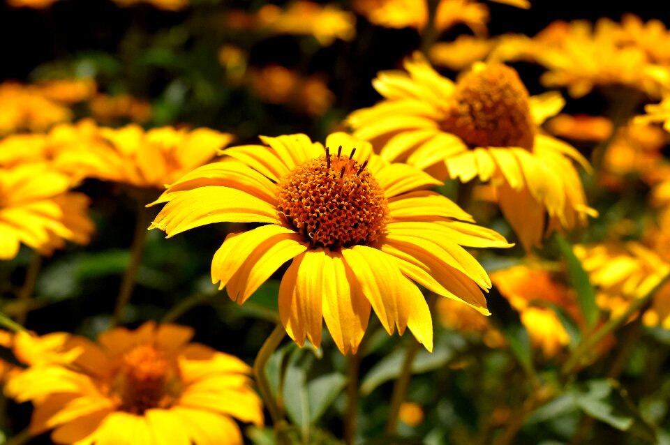 Bloom nature close up