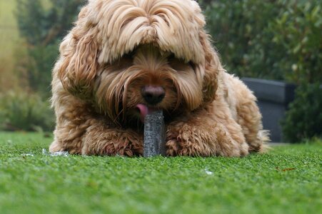 Dog ice tasty