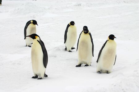 Emperor penguins antarctica penguins photo
