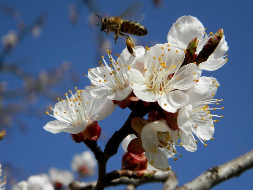 Flower apricot bee photo